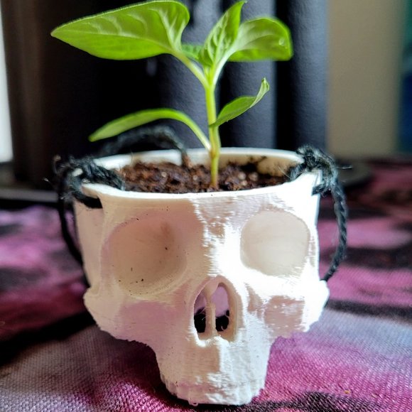 VINCENTS VOODOO Other - Skull Planter - Size Small